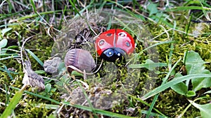 Ladybug in the woods