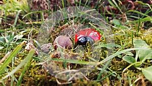 Ladybug in the woods