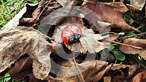 Ladybug in the woods