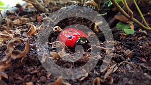 Ladybug in the woods