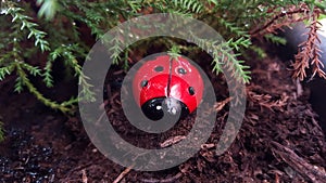 Ladybug in the woods