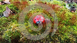 Ladybug in the woods