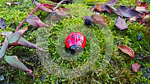 Ladybug in the woods