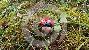 Ladybug in the woods