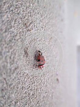 Ladybug, years, years in the wide world ...