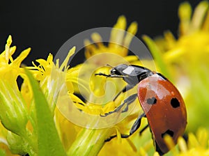 Ladybug in yellow