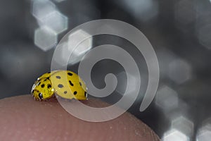 Ladybug yellow close-up