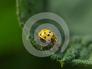 Ladybug of yellow color crawls on a green leaf of grass