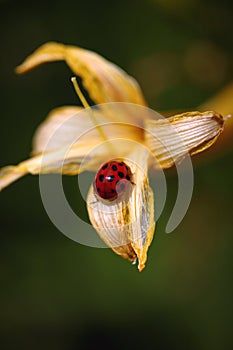 Ladybug On Yellow Fading Lily