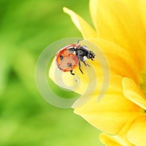 Ladybug on yellow flower