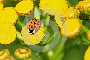 A ladybug on yellow flowers.