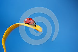 Ladybug on yellow leaf