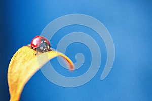 Ladybug on yellow leaf and blue background