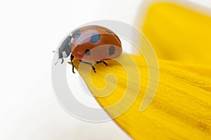 Ladybug on yellow leaf
