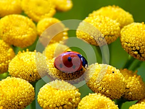 Ladybug on yellow meadow flowers
