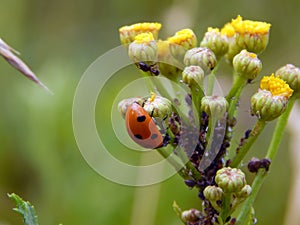 Ladybug on yellow meadow flowers