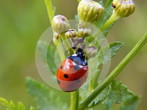 Ladybug on yellow meadow flowers