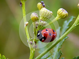 Ladybug on yellow meadow flowers