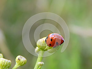 Ladybug on yellow meadow flowers