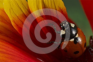 Ladybug on a yellow and red flower