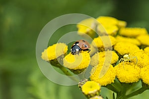 Ladybug and yellow spider on a wild yellow flower