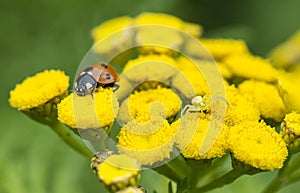 Ladybug and yellow spider on a wild yellow flower