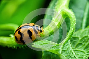 Ladybug with yellow stripes, black, walking on green leaves, beautiful morning