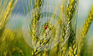 Ladybug on young green wheat sprout, agricultural field, bright spring landscape on a sunny day, blue sky as background