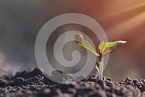 Ladybug on young plant growing in garden with sunlight. Earth day concept