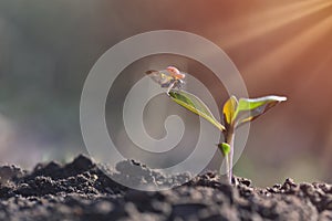 Ladybug on young plant growing in garden with sunlight. Earth day concept