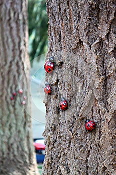 Ladybugs