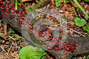 Ladybugs