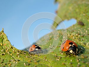 Ladybugs photo