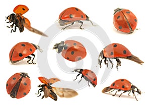 Ladybugs