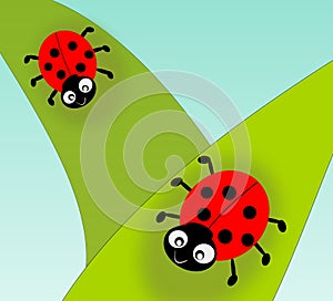 Ladybugs