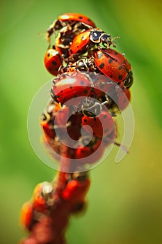 Ladybugs