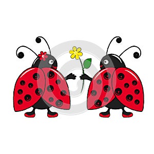 Ladybugs