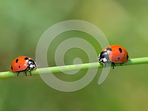 Ladybugs