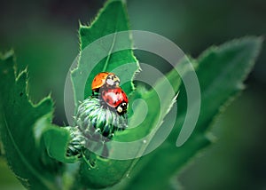 Ladybugs