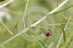 Ladybugs