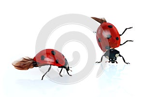 Ladybugs photo