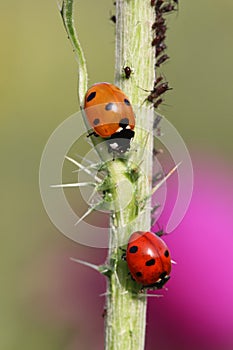 Ladybugs