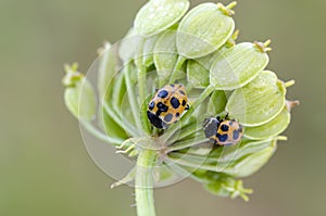 Ladybugs