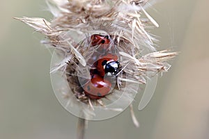 Ladybugs