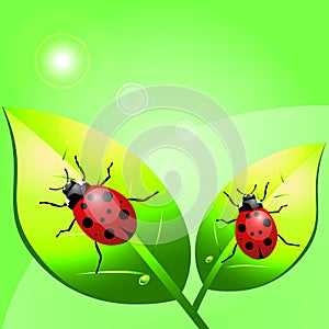 Ladybugs