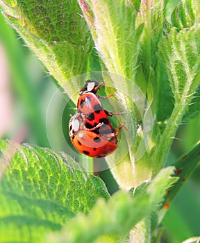 Ladybugs