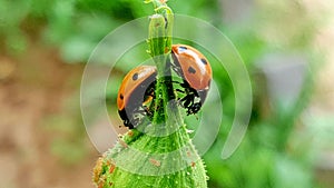 Ladybugs