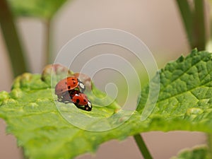 Ladybugs in action