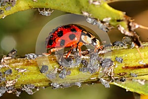 Ladybugs and Aphids, how to get rid of garden and greenhouse pests with lady beetles in Organic methods