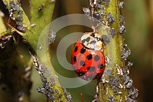 Ladybugs and Aphids, how to get rid of garden and greenhouse pests with lady beetles in Organic methods